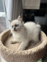 Ragdoll cats Gccf ragdoll kittens - Advert 11