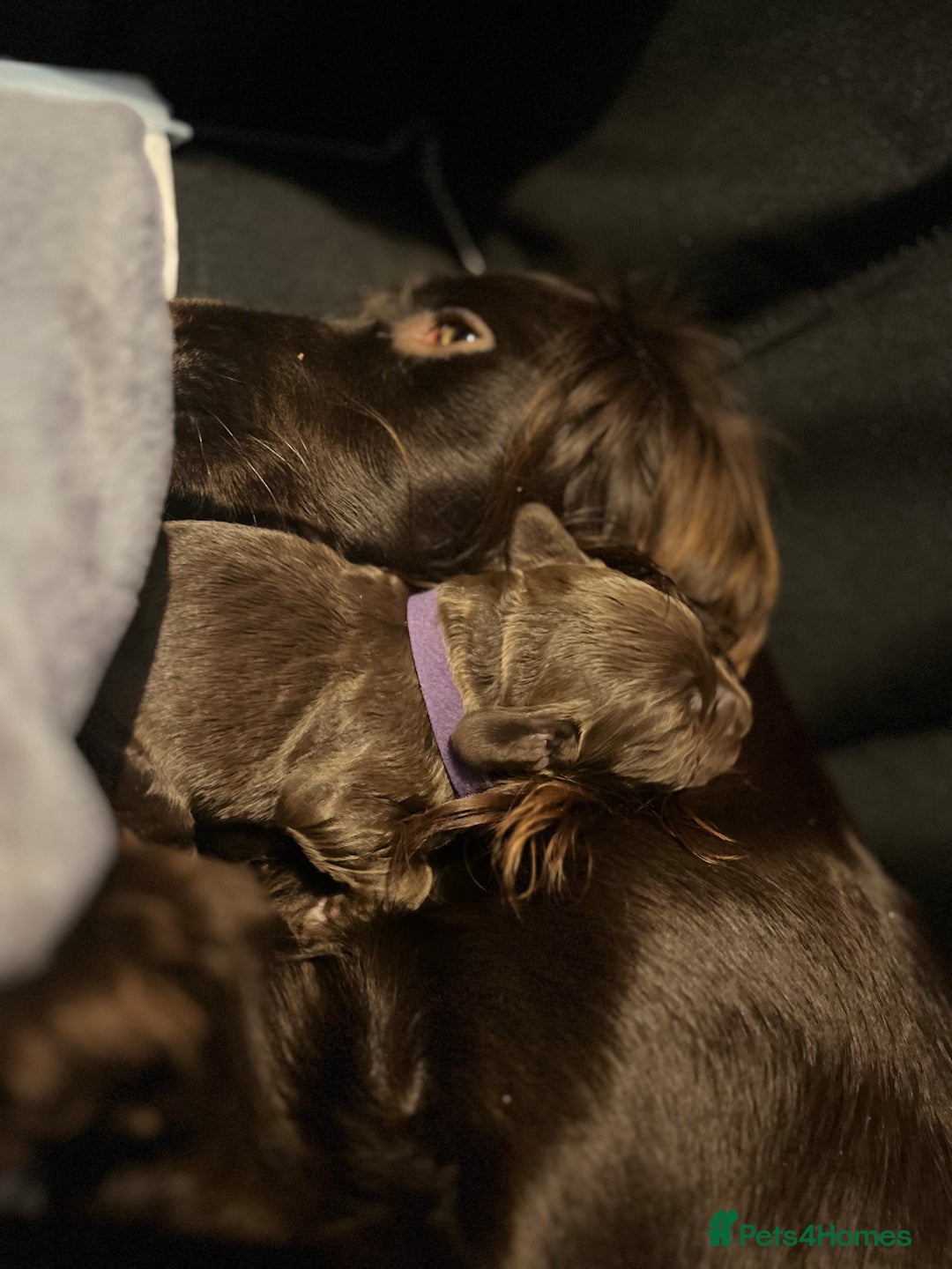 Cocker Spaniel dogs for sale: Cocker spaniels 🐶  - Advert 30