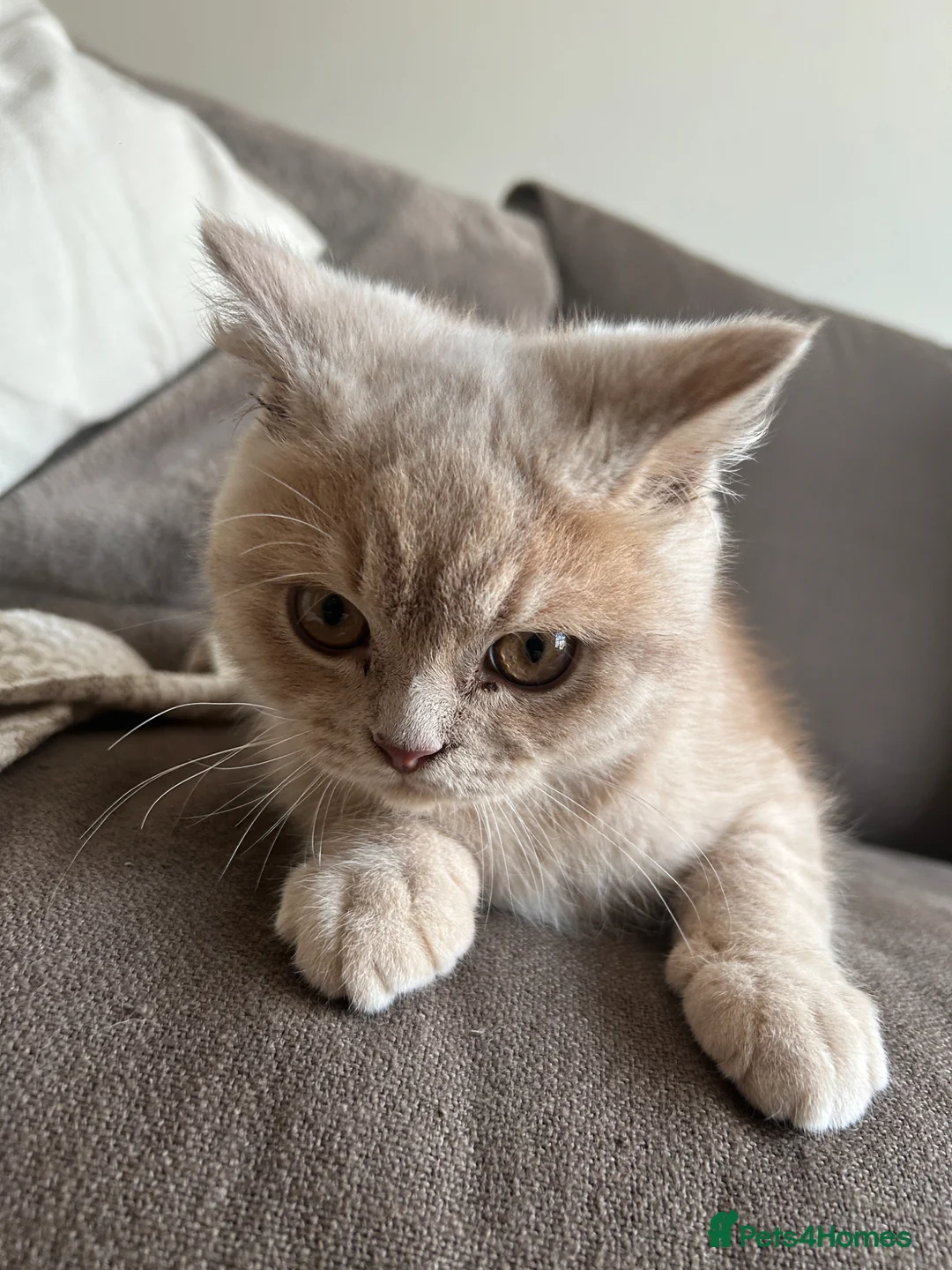 British Shorthair cats for sale: Male Scottish Fold Kitten in Wymondham - Advert 7