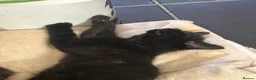 Domestic Shorthair cats for sale: Beautiful rescued kittens - Advert 3