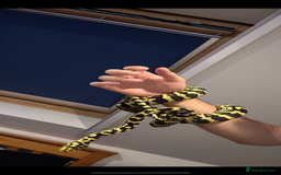 Python Snake reptiles for sale: Jungle Carpet Python and Full Setup - Image 2