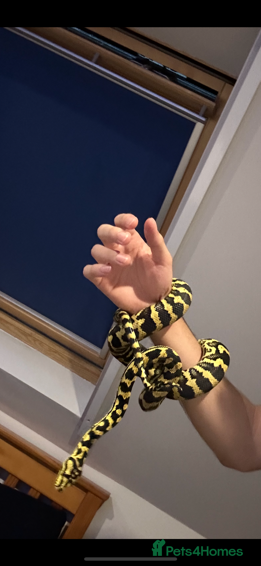 Python Snake reptiles for sale: Jungle Carpet Python and Full Setup - Image 2