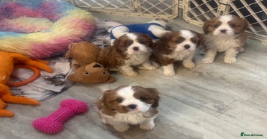 Cavalier King Charles Spaniel dogs - Advert 16