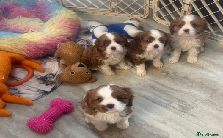 Cavalier King Charles Spaniel dogs - Advert 9