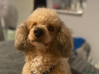 Toy Poodle dogs 🏆PROVEN🏆sable miniature poodle health tested in Havant - Advert 23