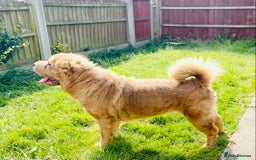 Shar Pei dogs for sale:  Bear coat Sharpi female   - Image 6