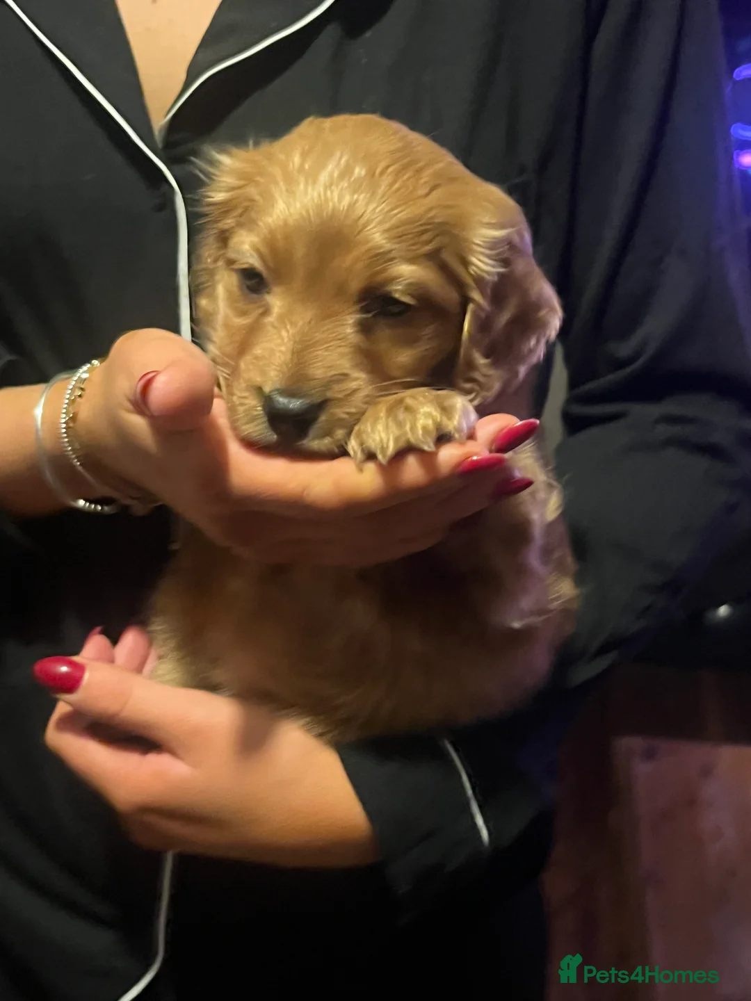 Cockapoo dogs for sale: female cockapoo  - Advert 2