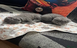 Brazilian Shorthair cats for sale: British Shorthair  - Image 7