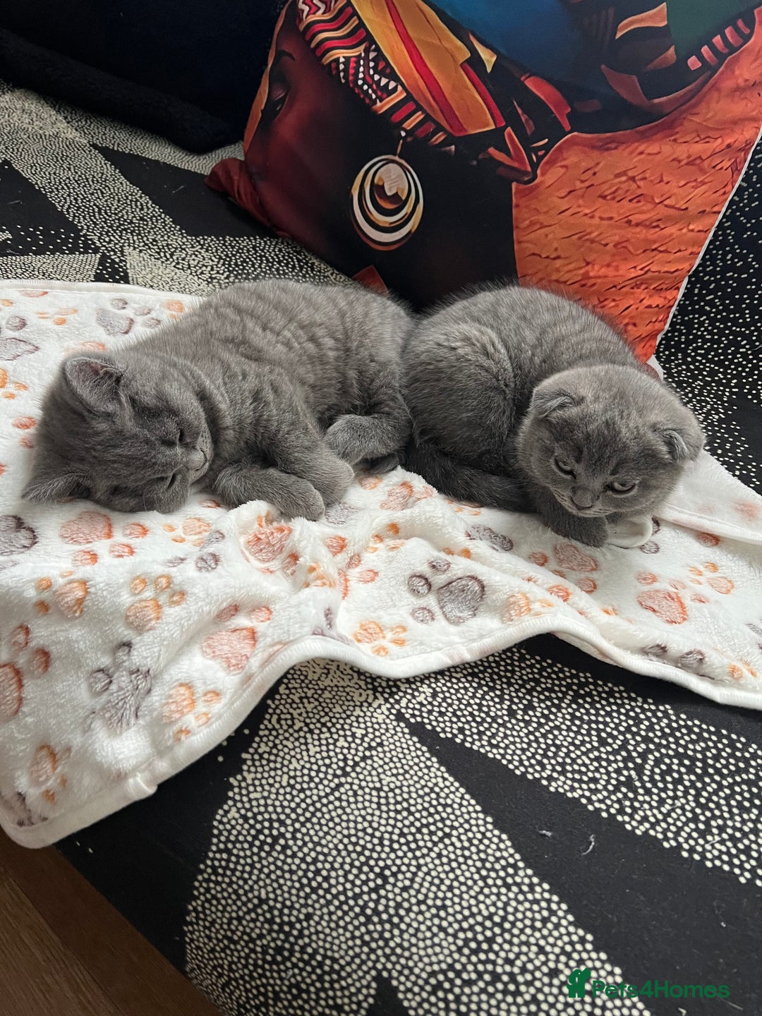 Brazilian Shorthair cats for sale: British Shorthair  - Image 7