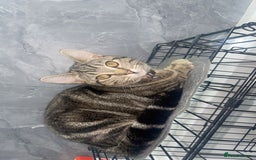 Mixed Breed cats for sale: Bengal x short hair kitten  - Image 3