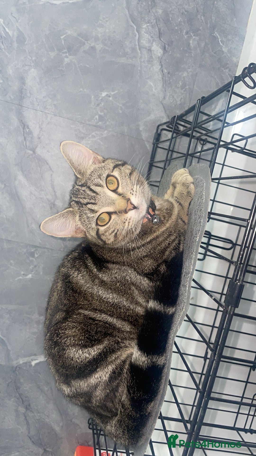 Mixed Breed cats for sale: Bengal x short hair kitten  - Image 3