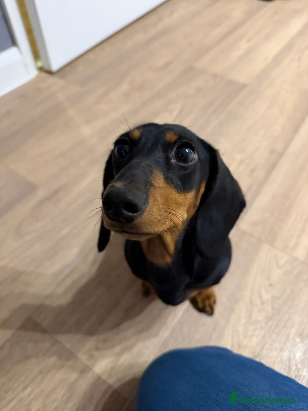 Miniature Dachshund dogs for sale: Beautiful 7 month old female miniature dachshund  - Advert 4