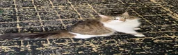 Mixed Breed cats for sale: Beautiful kitten  - Advert 1