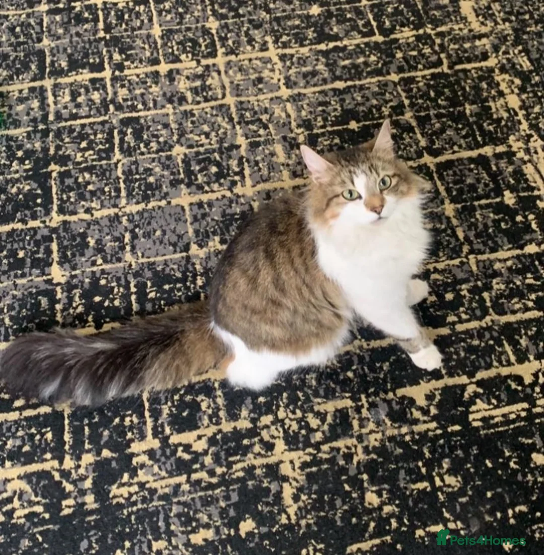 Mixed Breed cats for sale: Beautiful kitten  - Advert 1