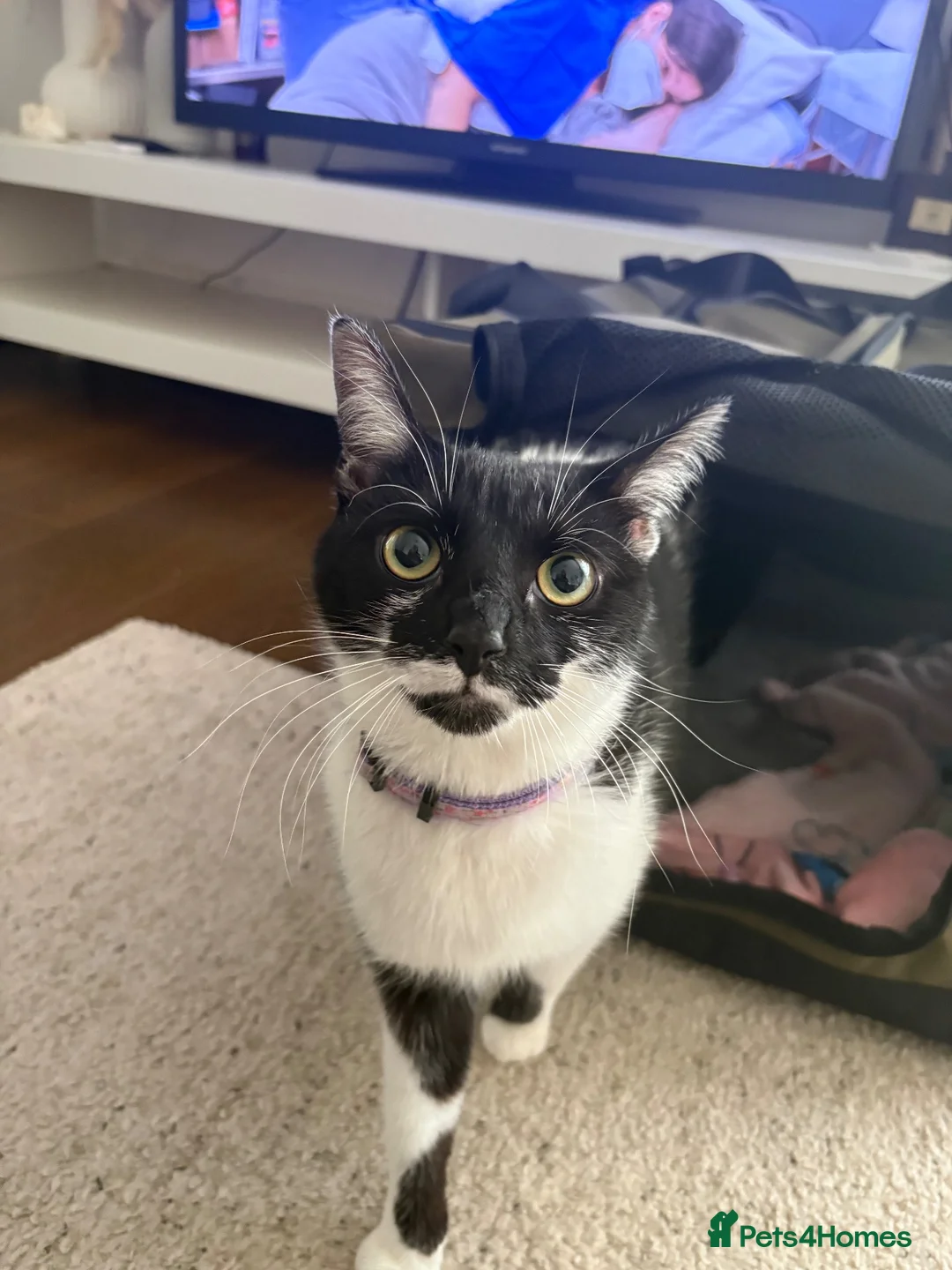 Mixed Breed cats for sale: Marble  - Advert 4