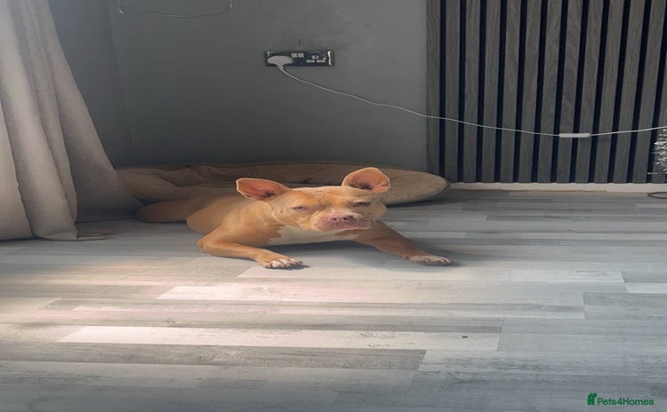 American Bulldog dogs - Advert 3