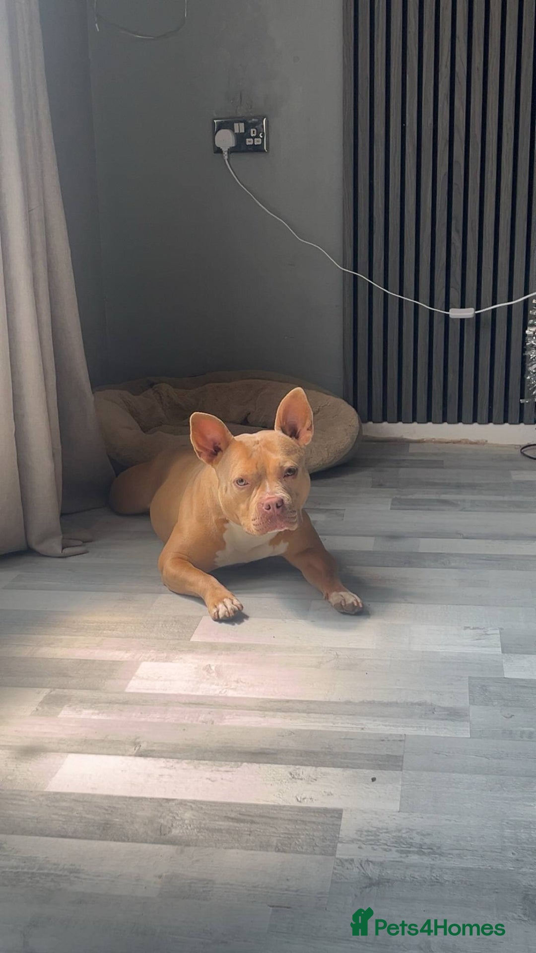American Bulldog dogs for sale: Lu lu  - Image 1