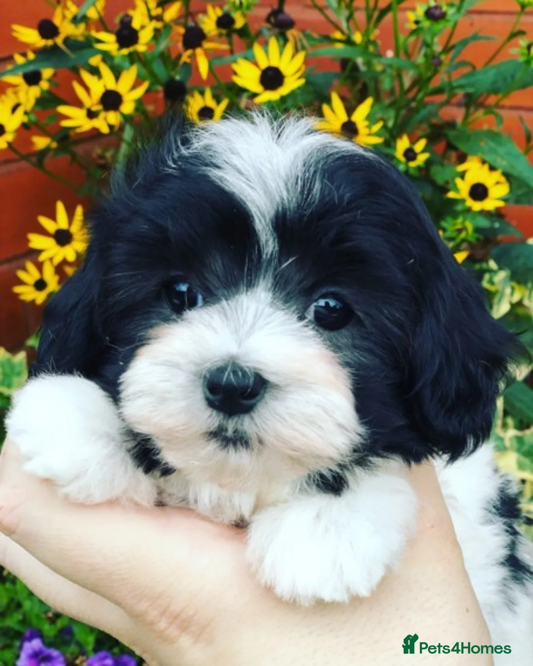 Maltese dogs for stud: PROVEN STUNNING SMALL KC MALTESE FOR STUD in Wigan - Advert 7