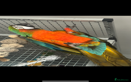 Macaws birds for sale: Harlequin macaw  - Image 2