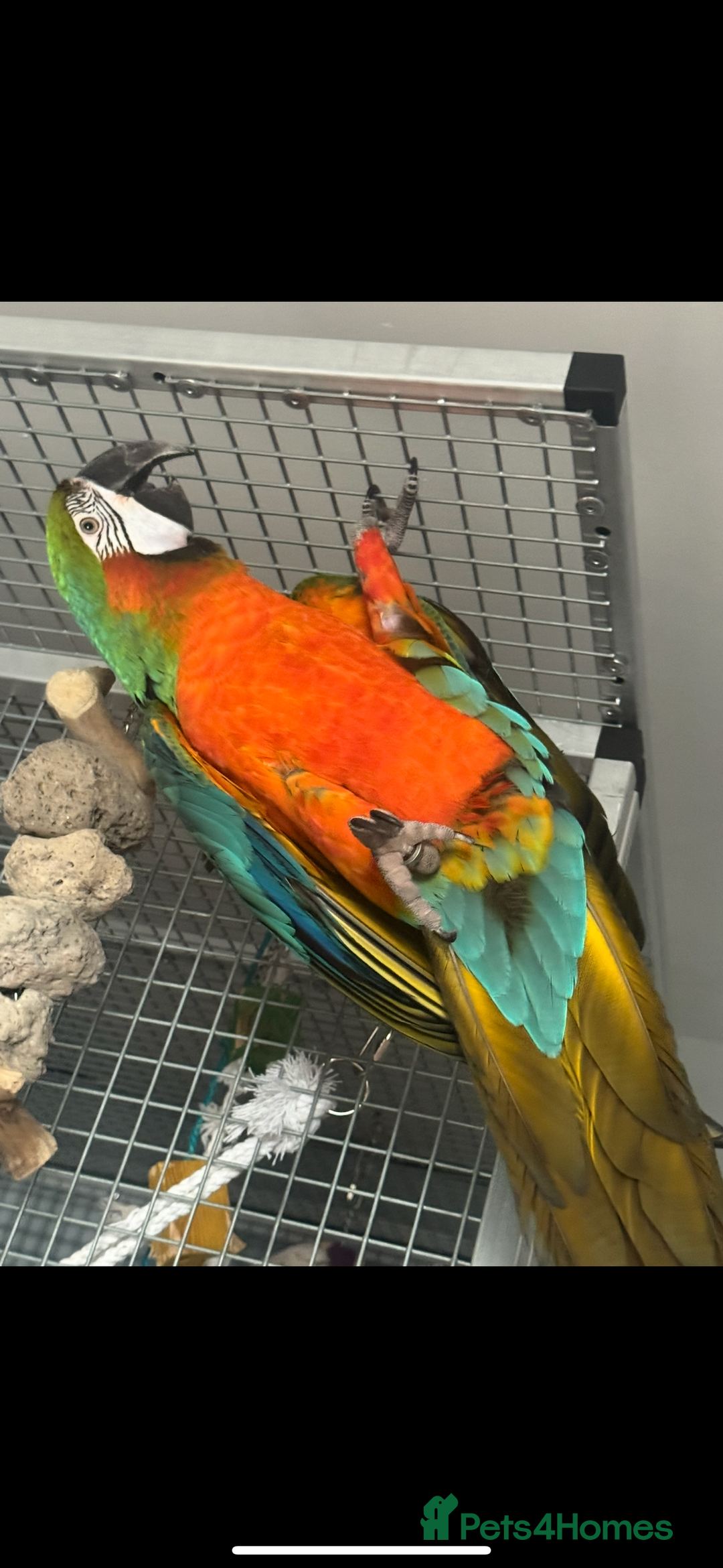 Macaws birds for sale: Harlequin macaw  - Image 2