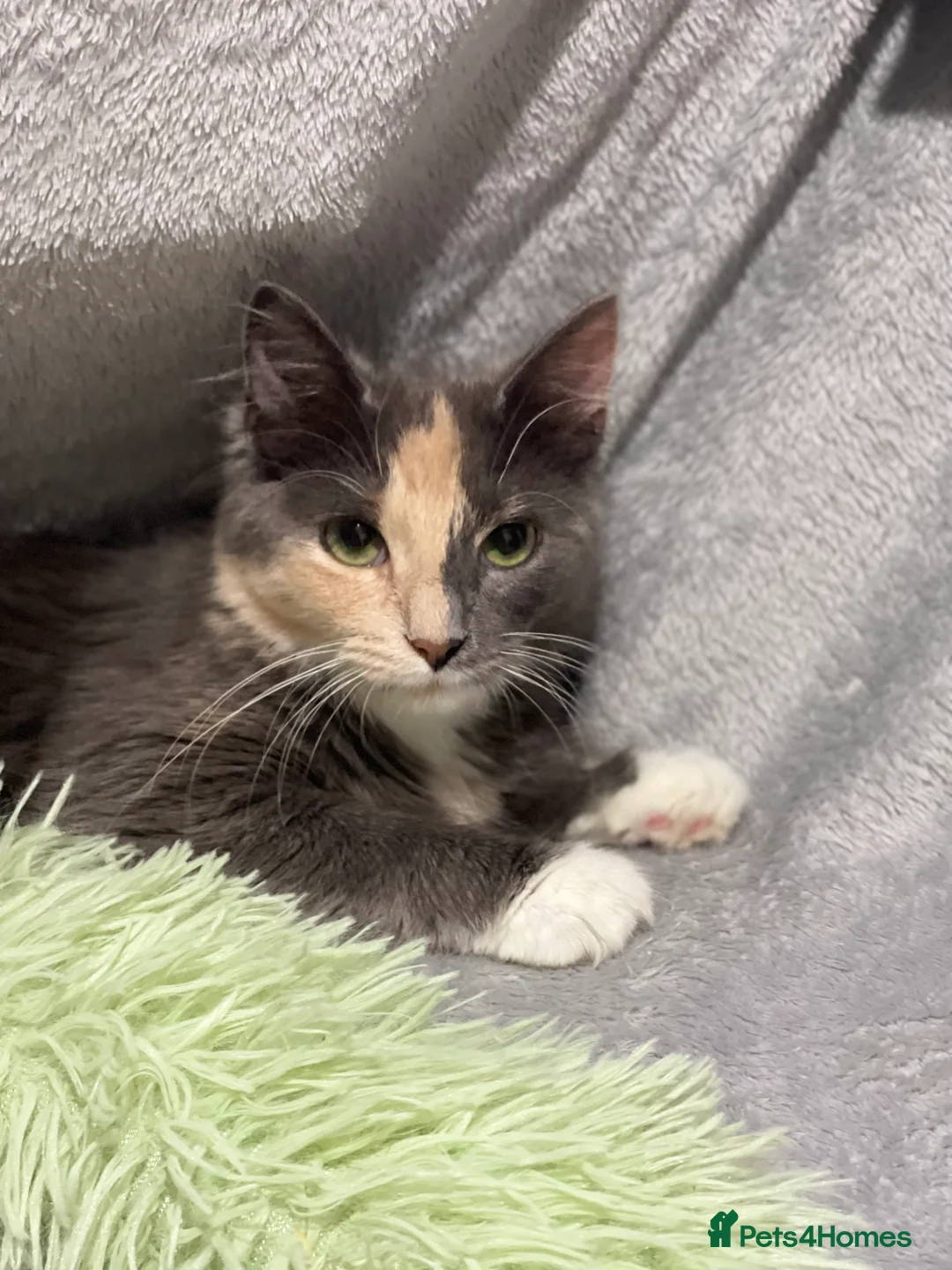 Persian cats for sale: Two beautiful Persian x - Advert 4