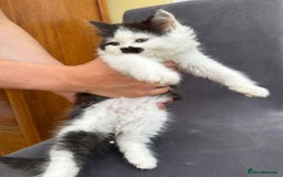 Maine Coon cats for sale: Maine coon xxx - Image 4