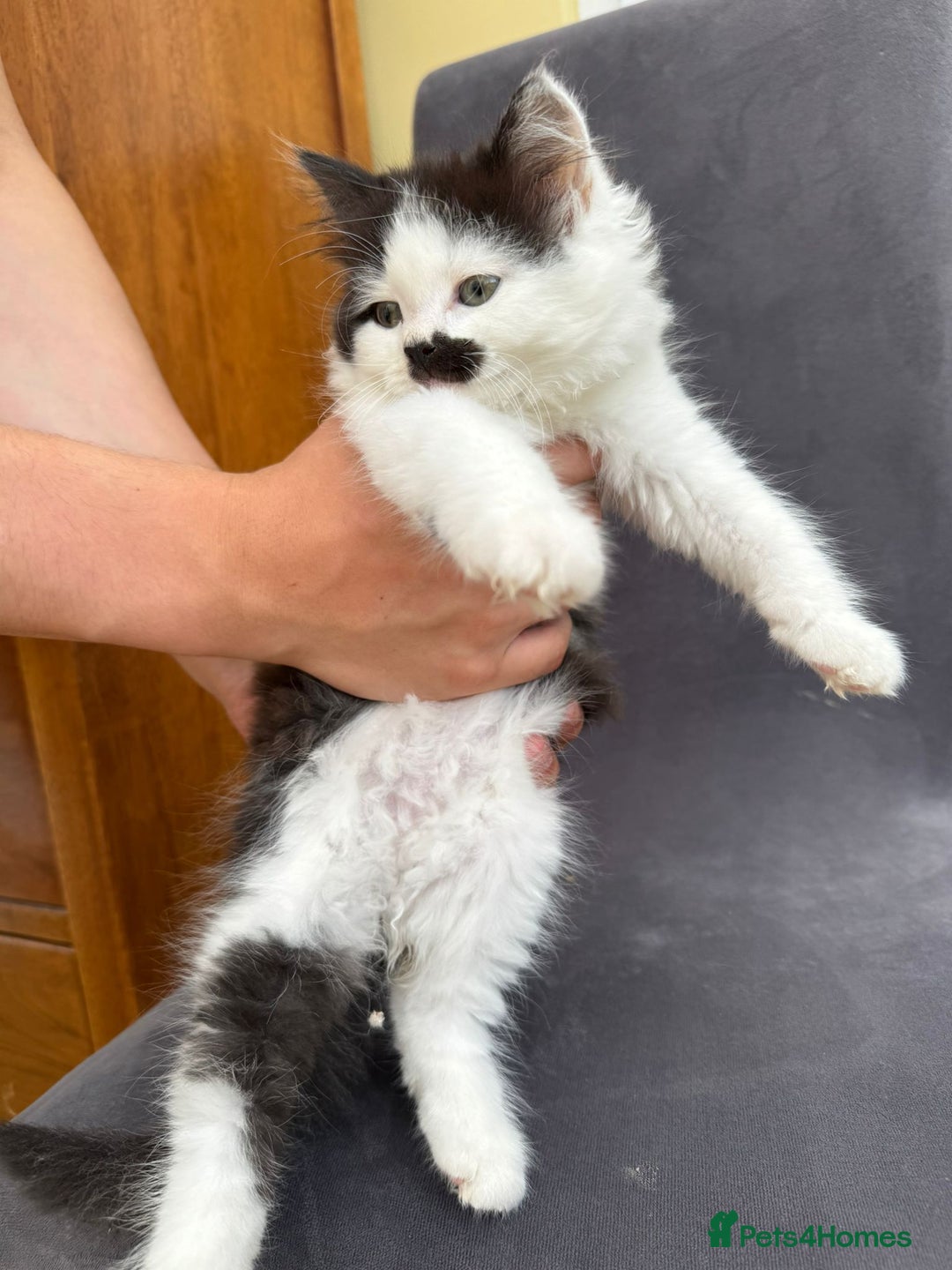 Maine Coon cats for sale: Maine coon xxx - Image 4