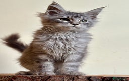 Maine Coon cats for sale: Beautiful pure bread maine coon kittens  - Image 11