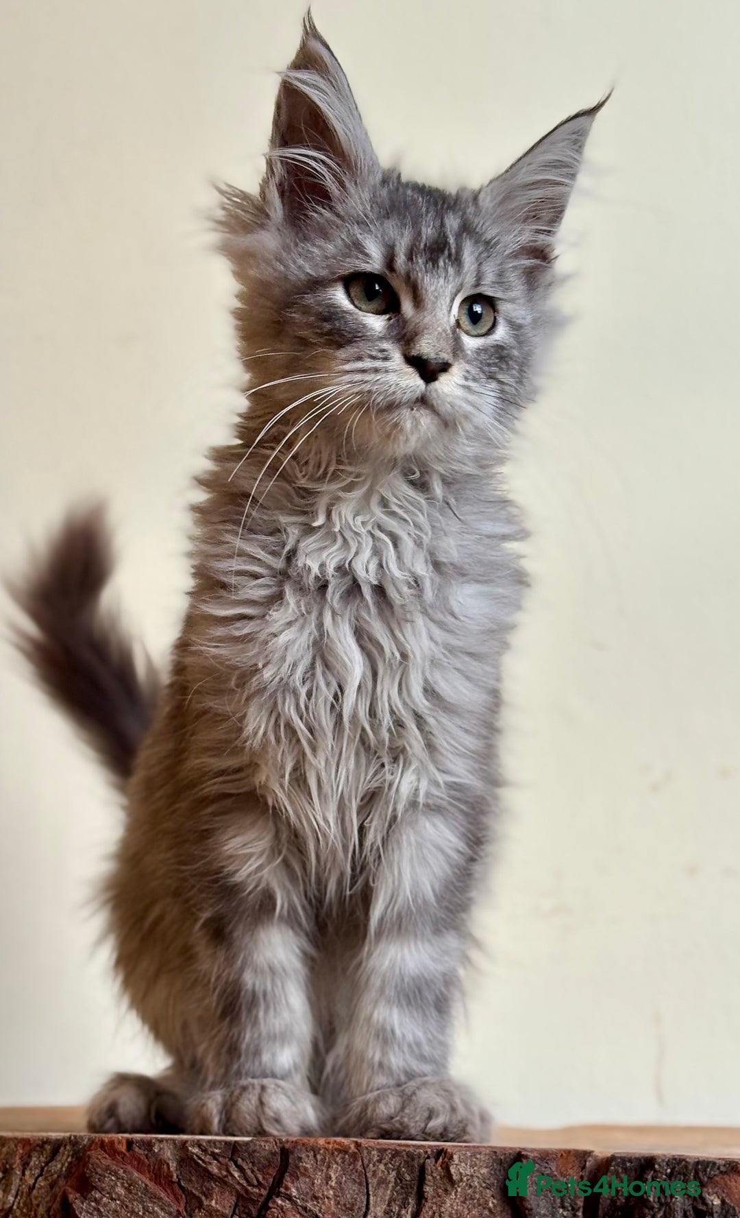 Maine Coon cats for sale: Beautiful pure bread maine coon kittens  - Image 11
