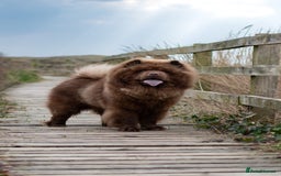 Chow Chow dogs for stud: 🐻Beautiful chocolate chow chow stud 🧬 in Wirral - Image 4