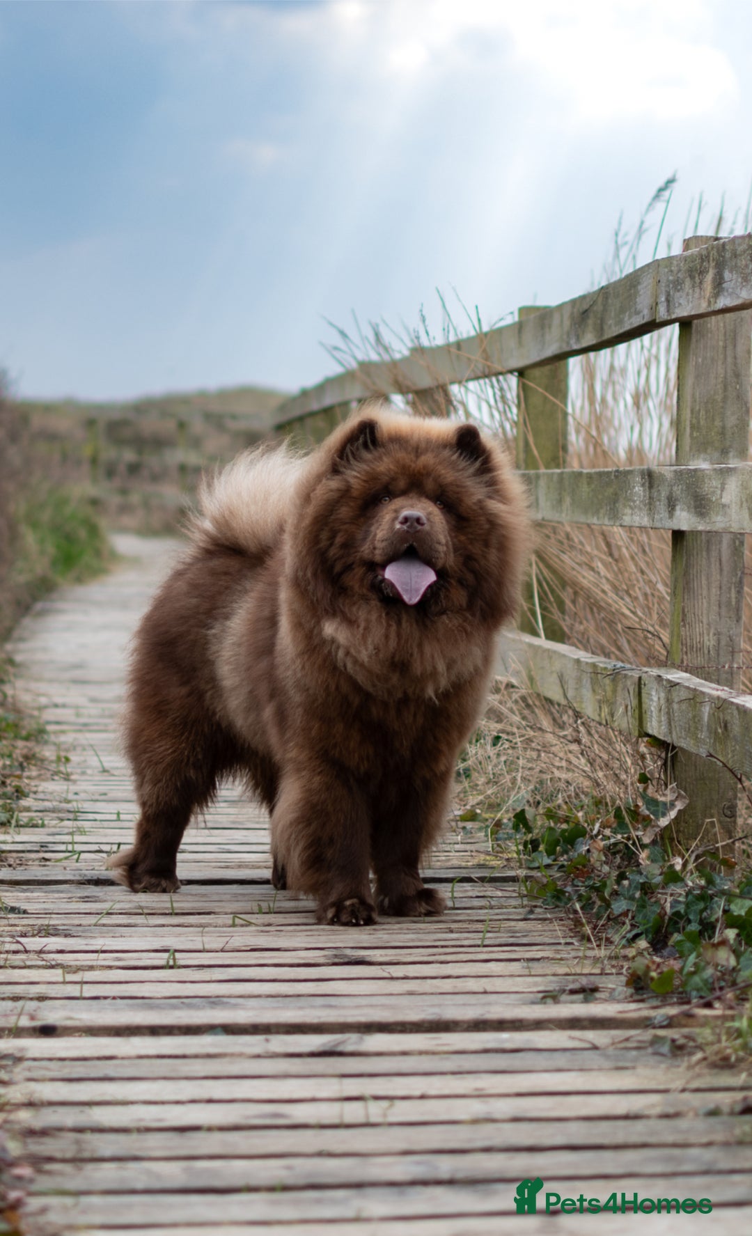 Chow Chow dogs for stud: 🐻Beautiful chocolate chow chow stud 🧬 in Wirral - Image 4
