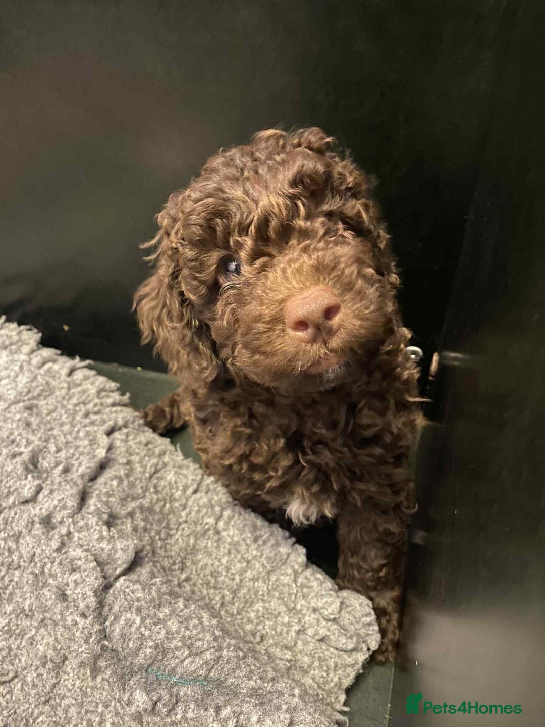 Labradoodle dogs for sale: Stunning F3 miniature labradoodles!  - Advert 4