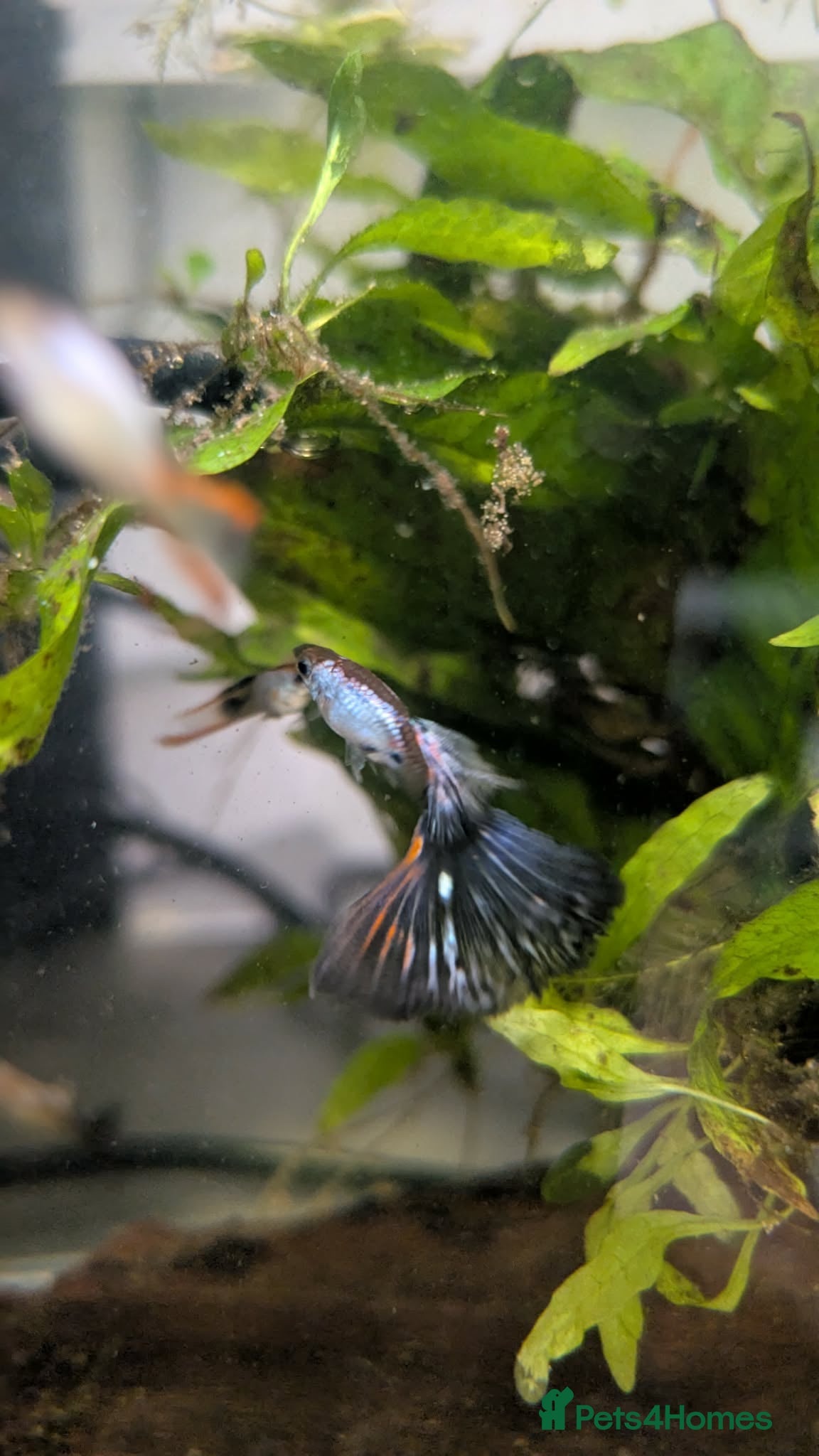 Other/Mixed Breed fish for sale: Guppy Long Tail - Advert 5