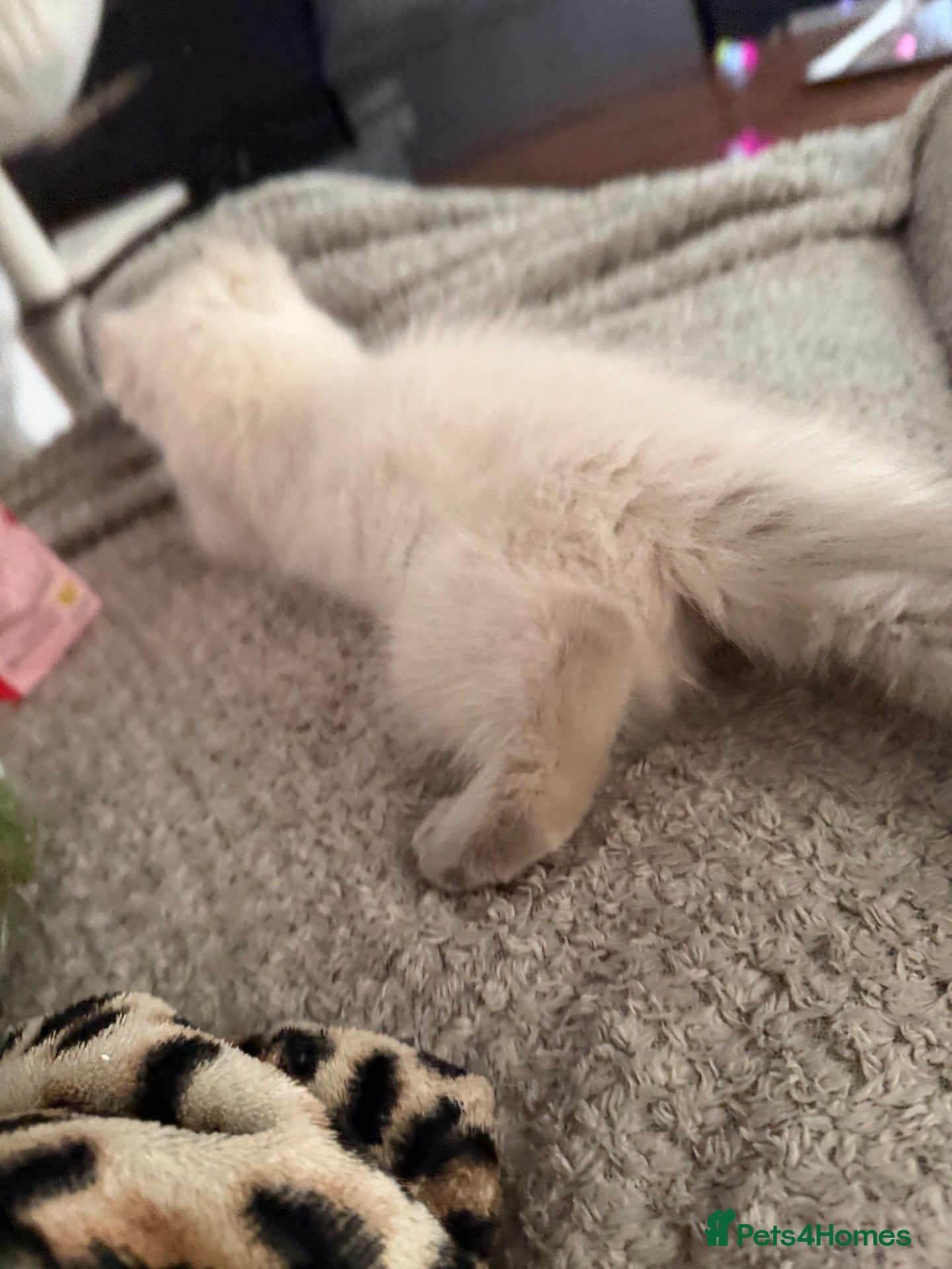 Ragdoll cats Pedigree Pure Ragdoll babies  - Advert 2