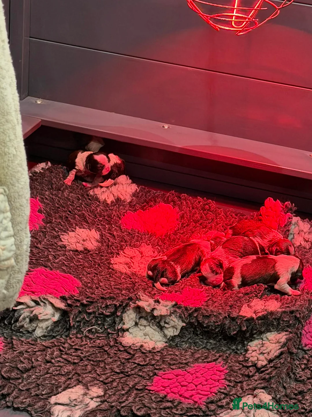 Shih Tzu dogs for sale: Early Spring Shihtzu Puppies  - Advert 16