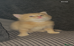 Mixed Breed cats for sale: 3/4 ragdoll kittens available  - Image 8