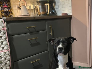 Mixed Breed dogs Loving 2.5-Year-Old Male Staffie - Advert 1