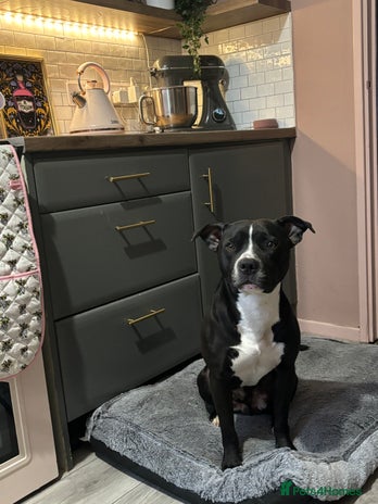 Mixed Breed dogs Loving 2.5-Year-Old Male Staffie - Advert 1