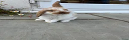 Mini Lop rabbits for sale: Gorgeous mini lops    in Bewdley - Advert 3