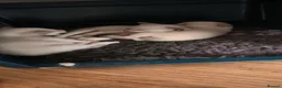 Siamese cats for sale: Beautiful Siamese kittens - Advert 2