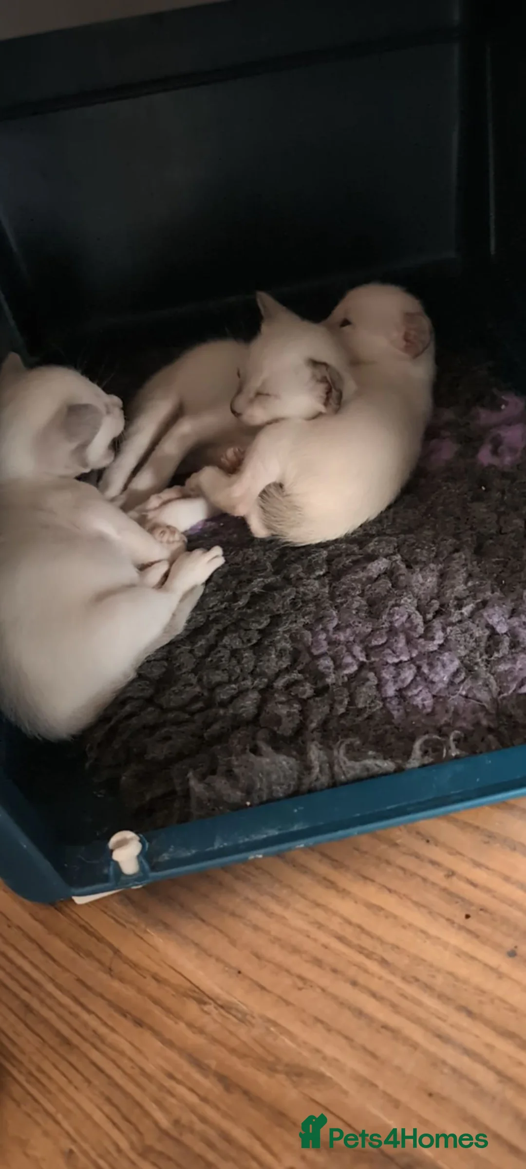 Siamese cats for sale: Beautiful Siamese kittens - Advert 2