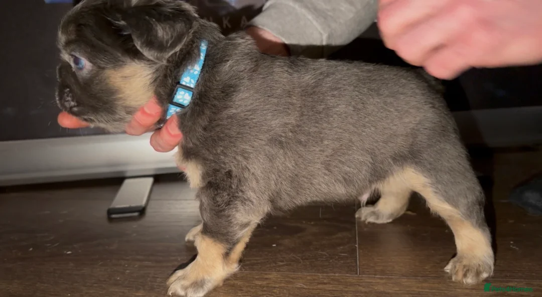 French Bulldog dogs for sale: Top quality fluffy Frenchbulldogs - Advert 14