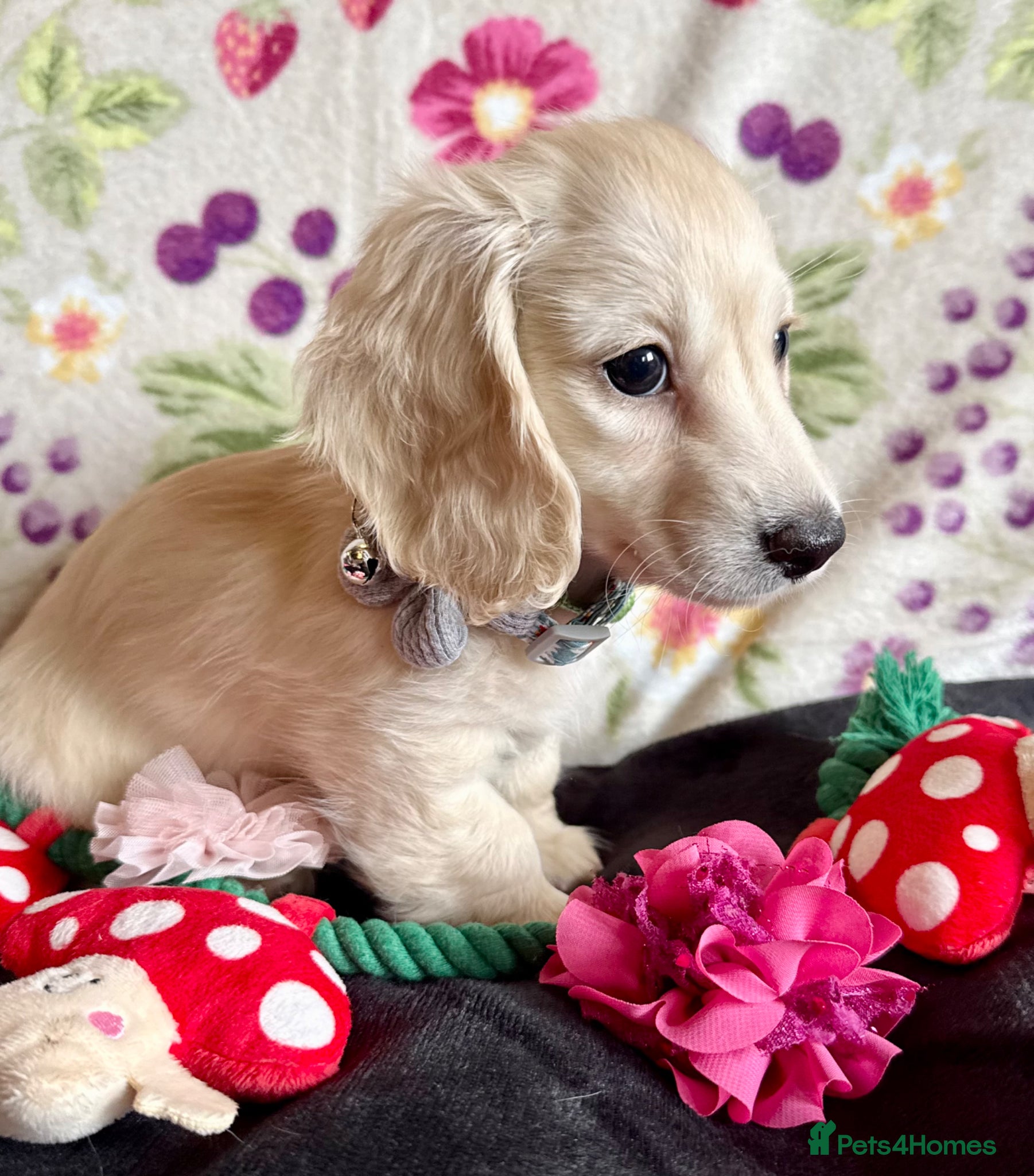 Miniature Dachshund dogs Cream long haired kc ready to go now - Advert 2