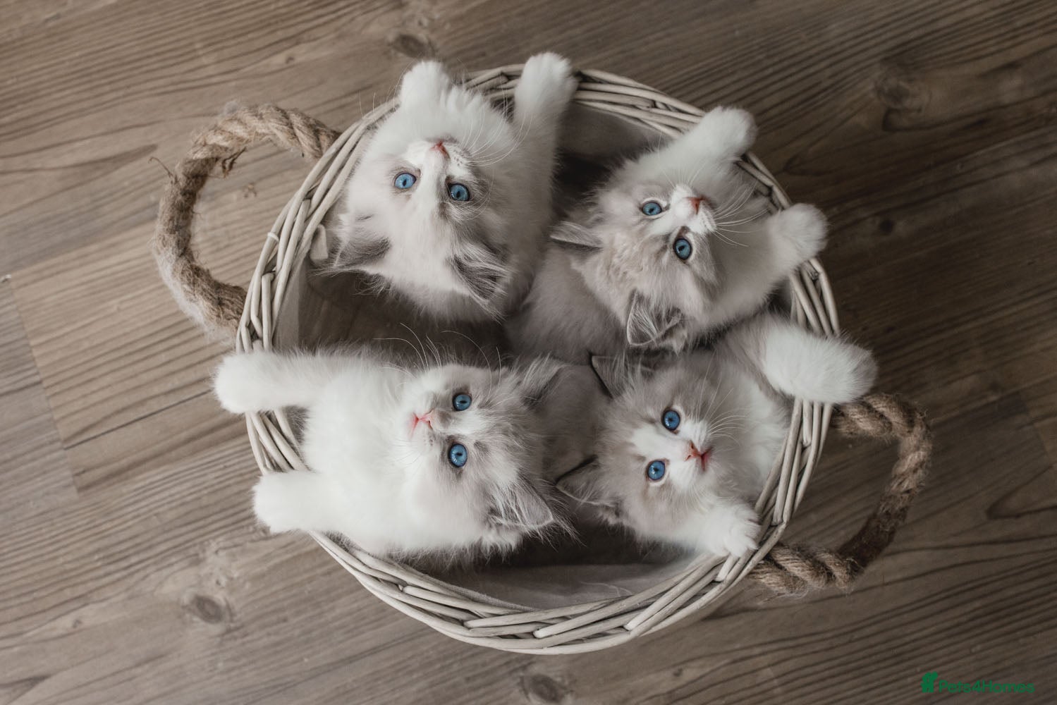 Ragdoll cats Bicolour and Lynx Ragdoll kittens - Advert 16