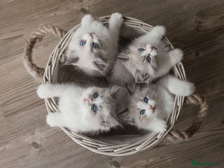 Ragdoll cats Bicolour and Lynx Ragdoll kittens - Advert 14