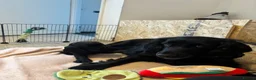 Cocker Spaniel dogs for sale: KC Registered Cocker Spaniel Puppies  - Advert 13