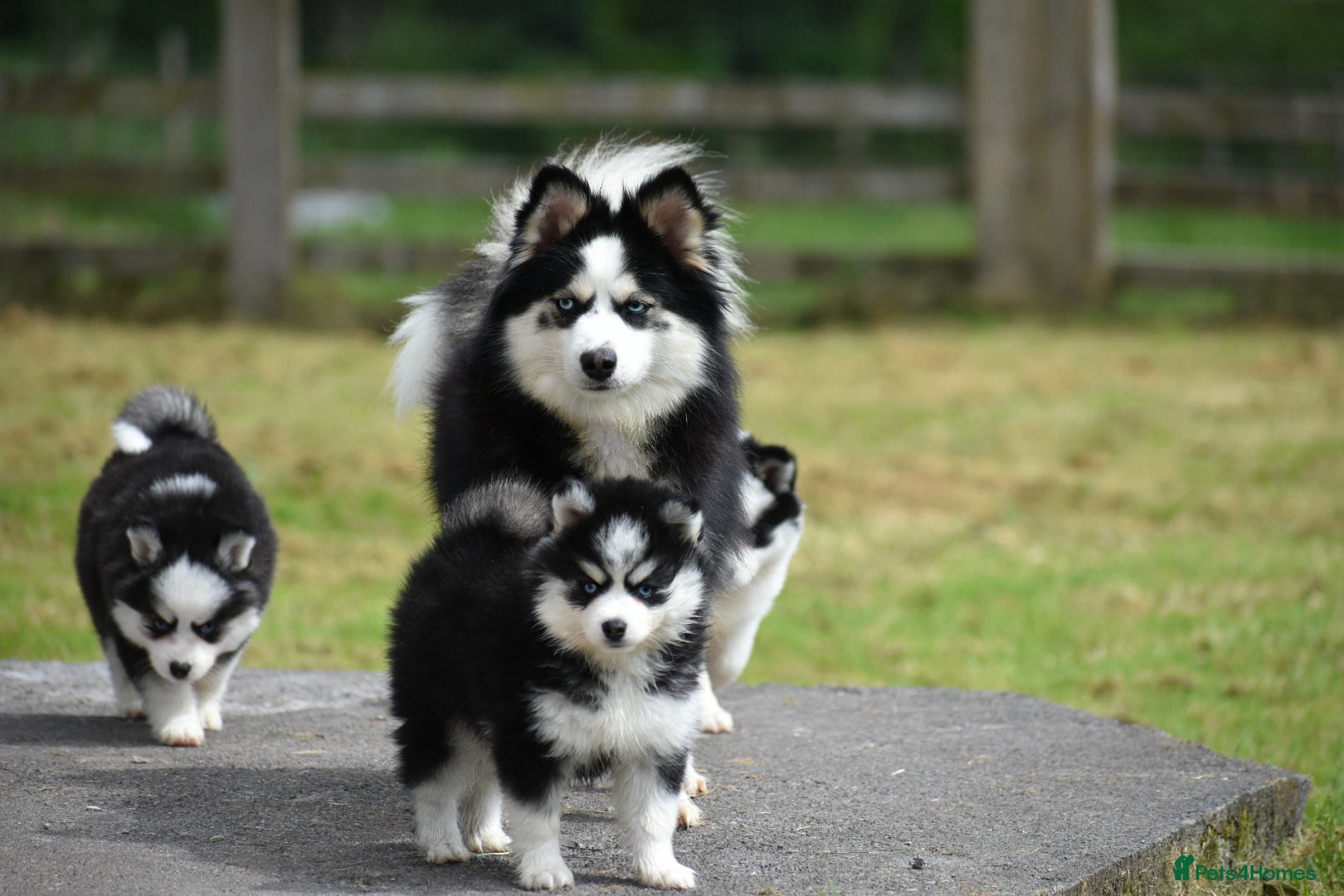 Pomsky dogs F4 Genuine Pomskies from health tested parents - Advert 1