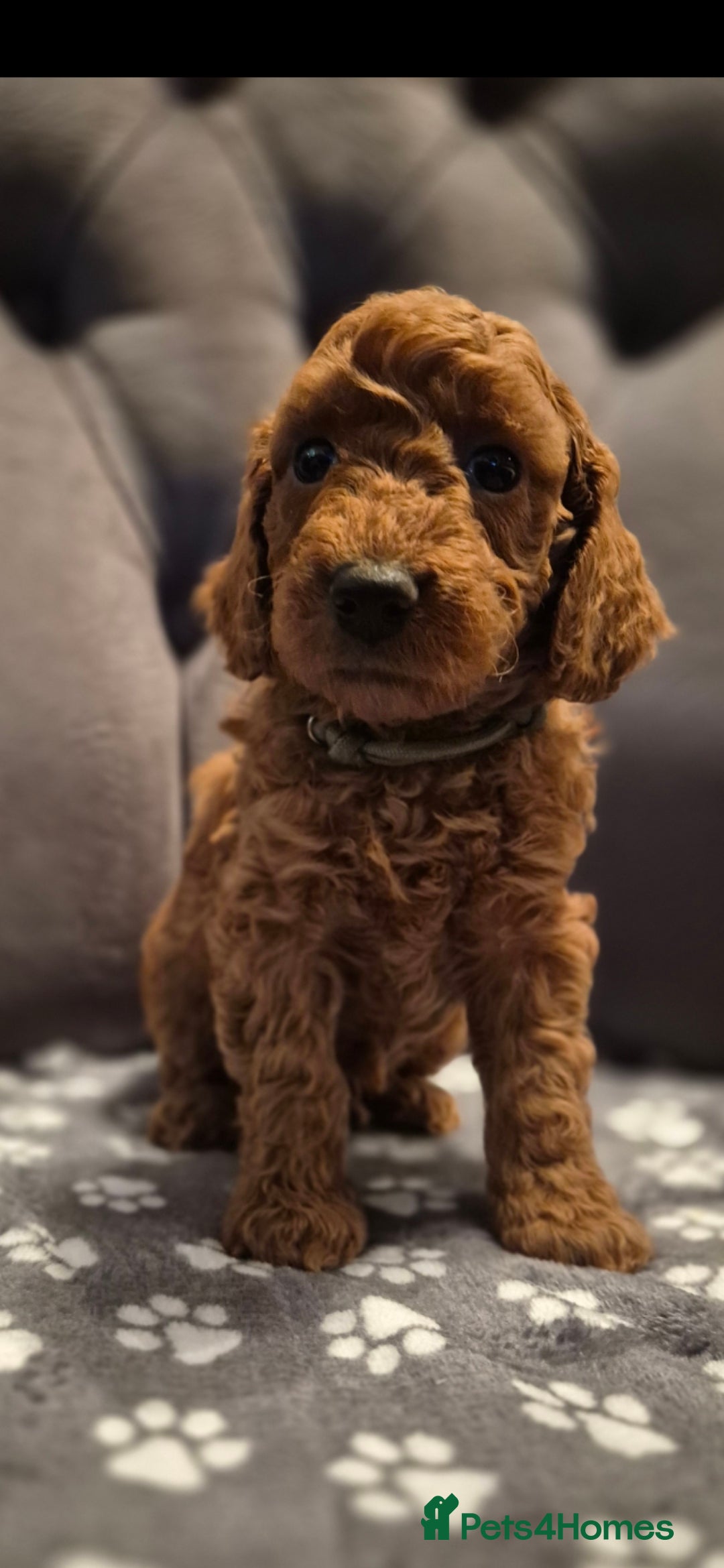 Cockapoo dogs for sale: Cockapoo puppies  - Image 23