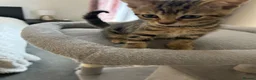 Mixed Breed cats for sale: Adorable kittens in Enfield - Advert 9