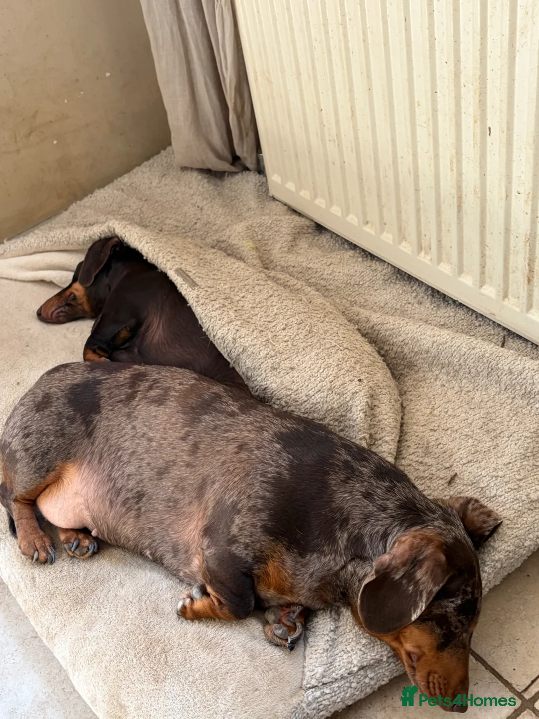 Miniature Dachshund dogs for sale: 2 Year Old Miniature Dachshund Bitch  - Advert 2